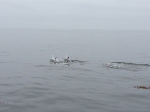 Risso's Dolphins